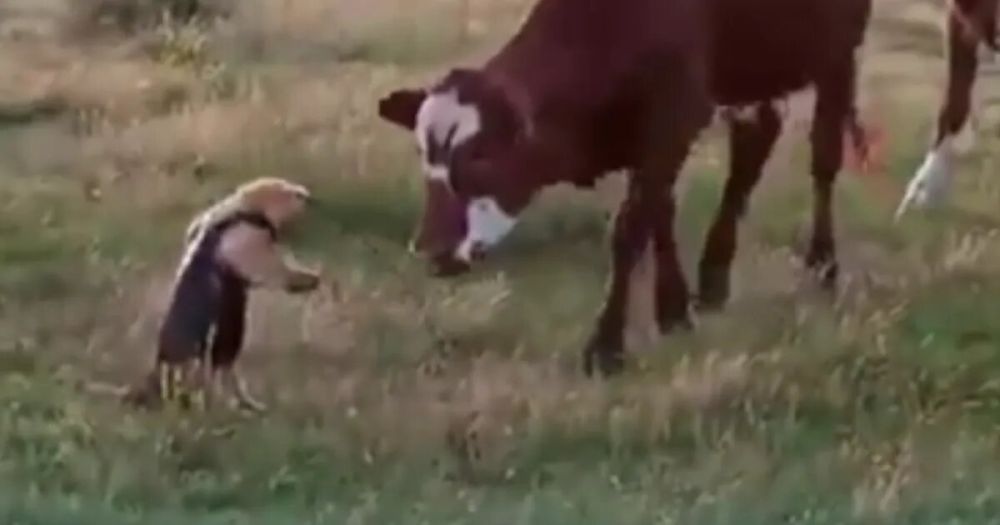 Registran el encuentro de oso hormiguero chico con un grupo de novillos.