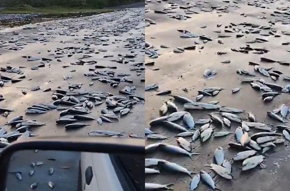 Se encontraron miles de peces muertos luego de la inundación en Paso Severino.